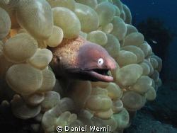 Moray Eel and many bubbles by Daniel Wernli 